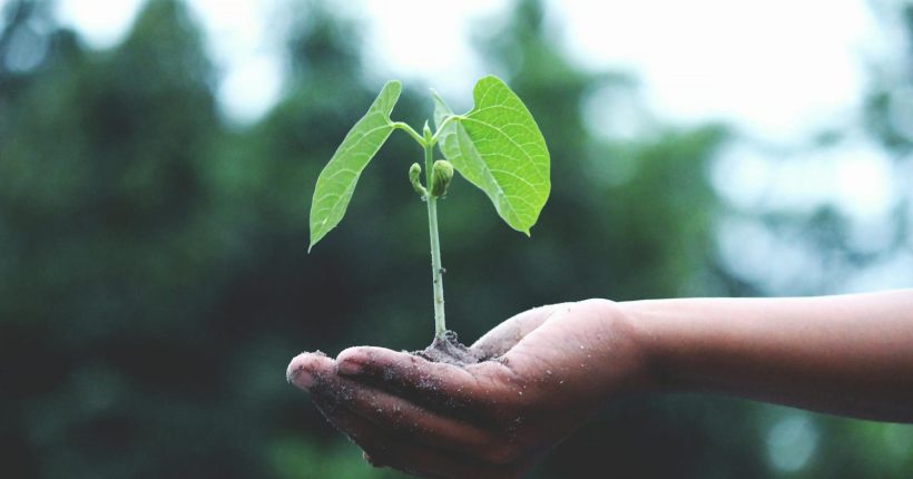 A young sapling held in hands symbolizes growth and sustainability.