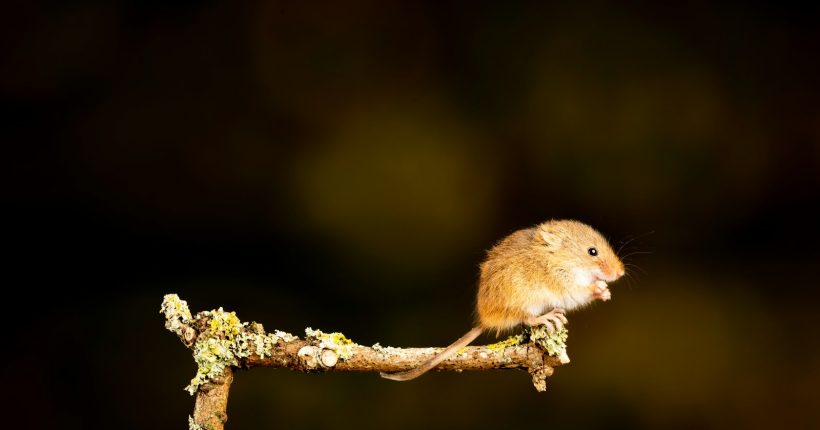 brown chick on brown tree branch