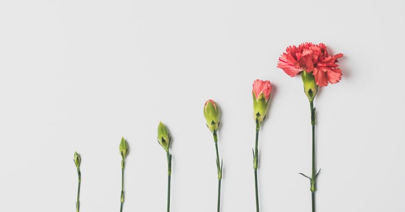 pink flower on white background