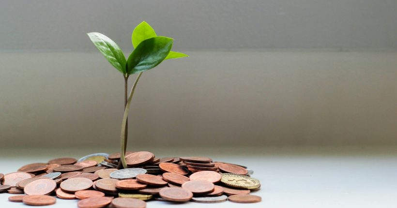 green plant on brown round coins
