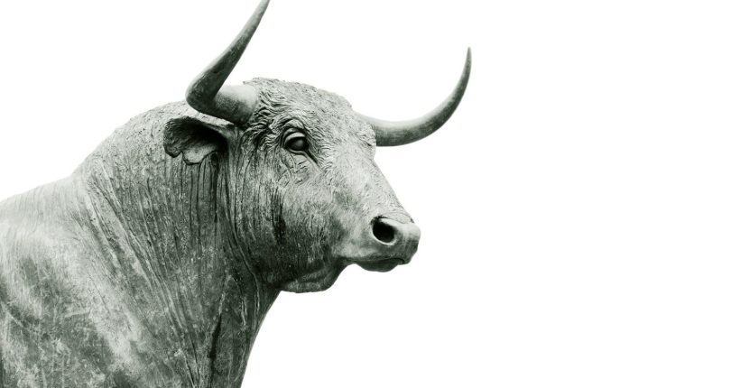 bull grayscale photo